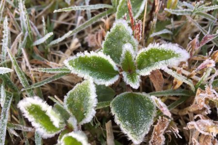 Mount Doi Inthanon is Affected by Morning Frost